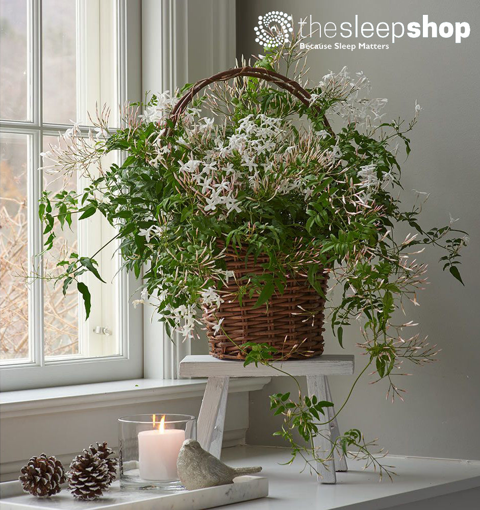 5 plants that will help you sleep better